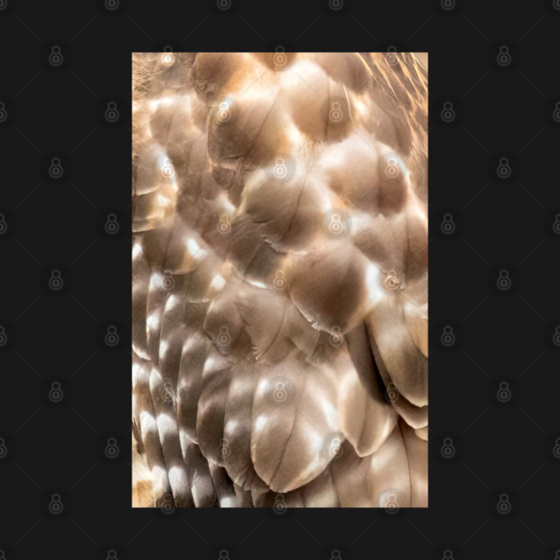 Feathers of a Red Shouldered Hawk by BirdsnStuff
