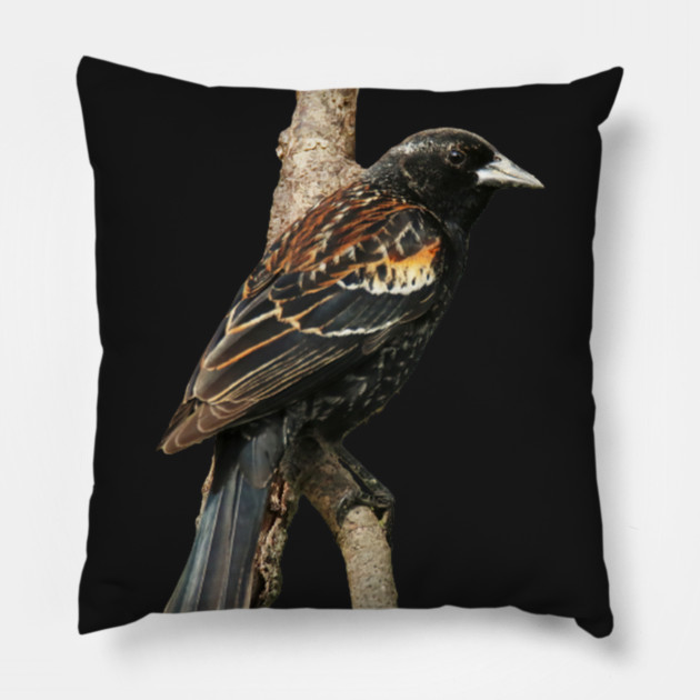 Red Winged Blackbird without background in image-choose red to display on store front Pillow by BirdsnStuff