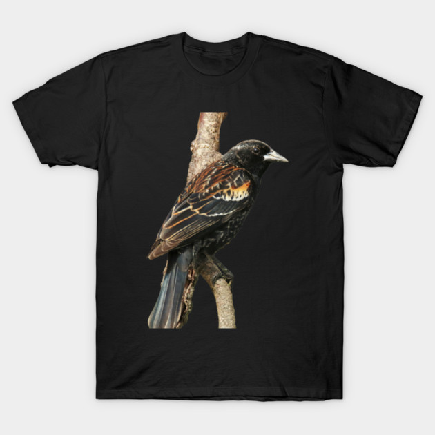 Red Winged Blackbird without background in image-choose red to display on store front T-Shirt by BirdsnStuff