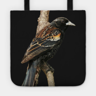 Red Winged Blackbird without background in image-choose red to display on store front Tote