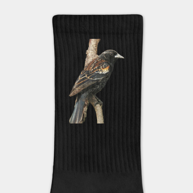 Red Winged Blackbird without background in image-choose red to display on store front by BirdsnStuff