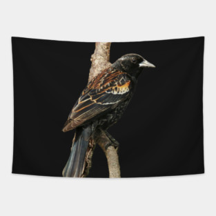 Red Winged Blackbird without background in image-choose red to display on store front Tapestry