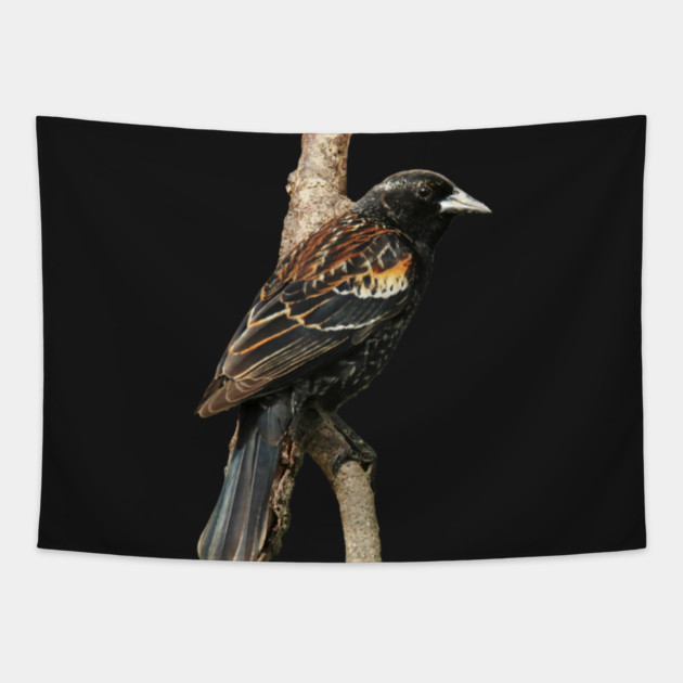 Red Winged Blackbird without background in image-choose red to display on store front Tapestry by BirdsnStuff