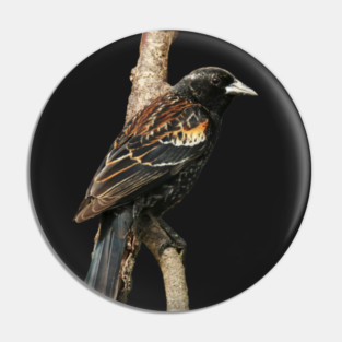 Red Winged Blackbird without background in image-choose red to display on store front Pin