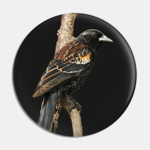 Red Winged Blackbird without background in image-choose red to display on store front Pin by BirdsnStuff