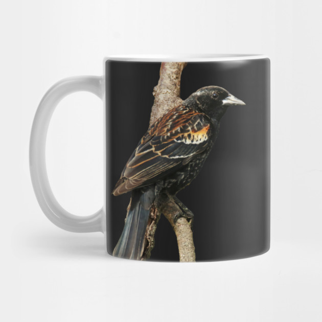 Red Winged Blackbird without background in image-choose red to display on store front by BirdsnStuff