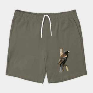 Red Winged Blackbird without background in image-choose red to display on store front Shorts