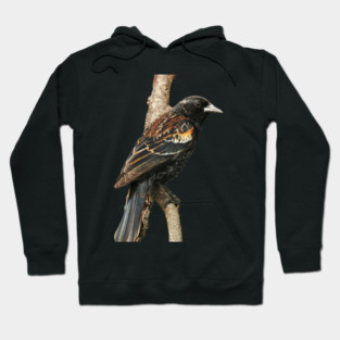 Red Winged Blackbird without background in image-choose red to display on store front Hoodie