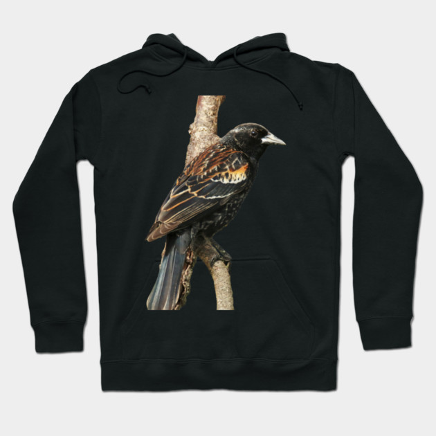 Red Winged Blackbird without background in image-choose red to display on store front Hoodie by BirdsnStuff