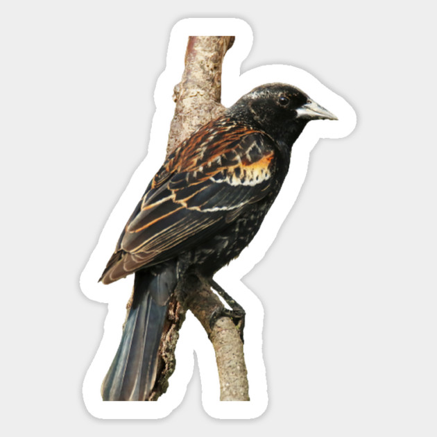 Red Winged Blackbird without background in image-choose red to display on store front Magnet by BirdsnStuff