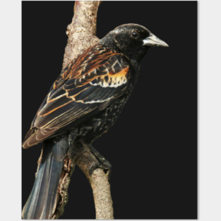 Red Winged Blackbird without background in image-choose red to display on store front Posters and Art