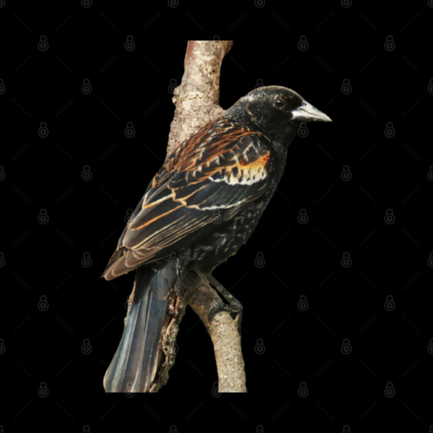 Red Winged Blackbird without background in image-choose red to display on store front by BirdsnStuff