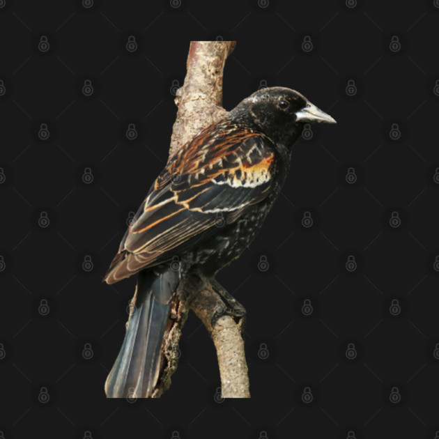 Red Winged Blackbird without background in image-choose red to display on store front by BirdsnStuff