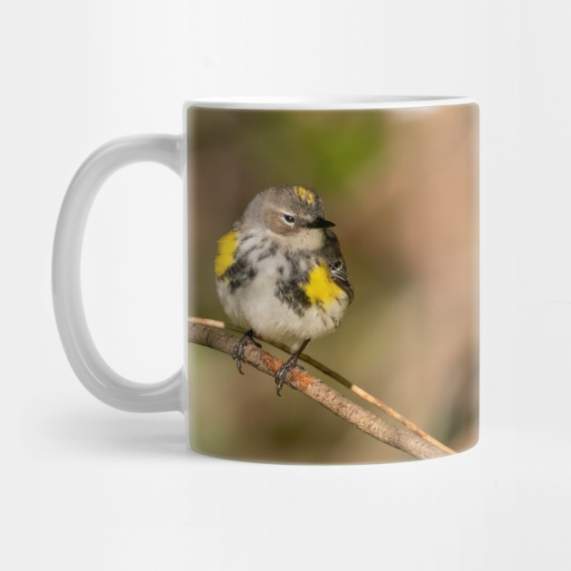 Yellow Rumped Warbler by BirdsnStuff