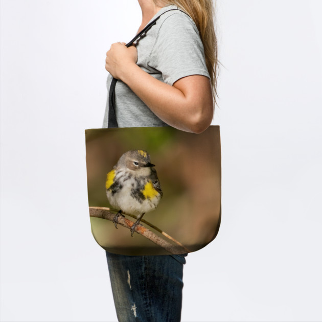 Yellow Rumped Warbler by BirdsnStuff