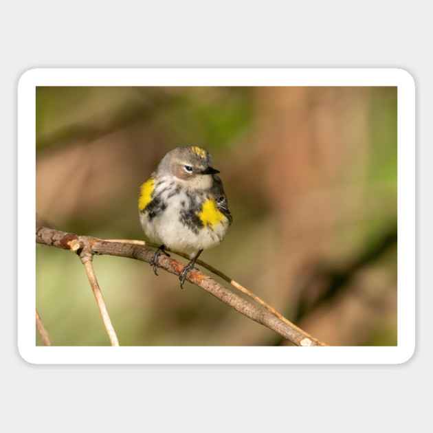 Yellow Rumped Warbler Magnet by BirdsnStuff
