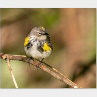 Yellow Rumped Warbler Posters and Art