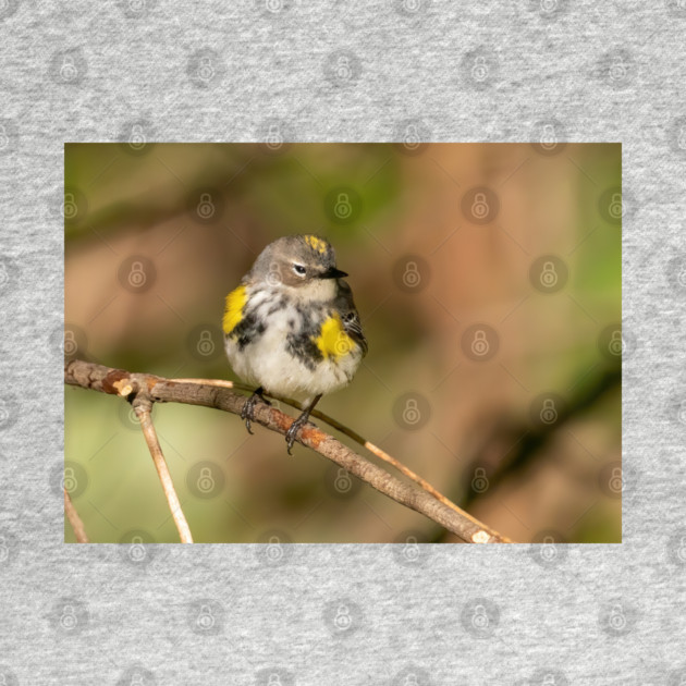 Yellow Rumped Warbler by BirdsnStuff