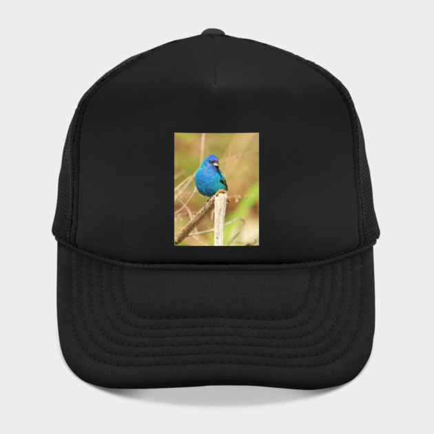 Indigo Bunting 2022 by BirdsnStuff