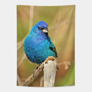 Indigo Bunting 2022 Tapestry