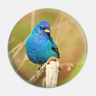 Indigo Bunting 2022 Pin