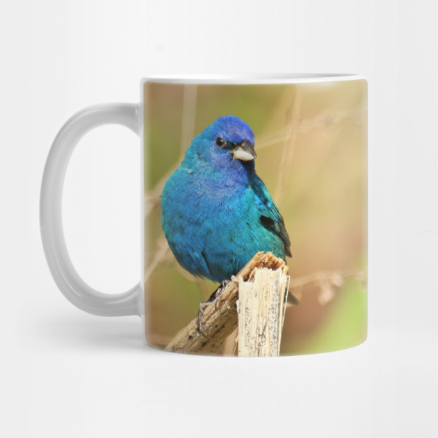 Indigo Bunting 2022 by BirdsnStuff