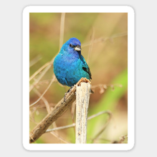 Indigo Bunting 2022 Magnet