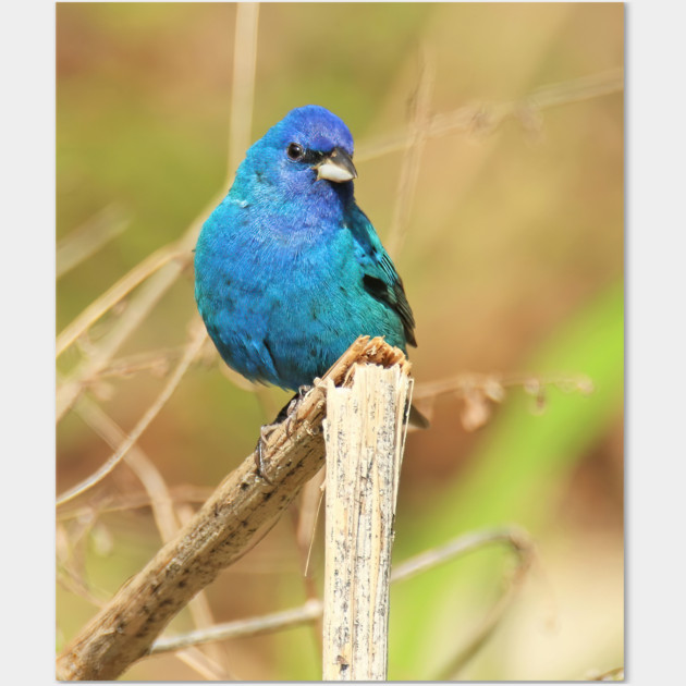 Indigo Bunting 2022 Wall Art by BirdsnStuff