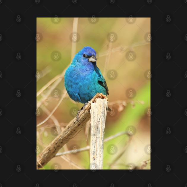 Indigo Bunting 2022 by BirdsnStuff