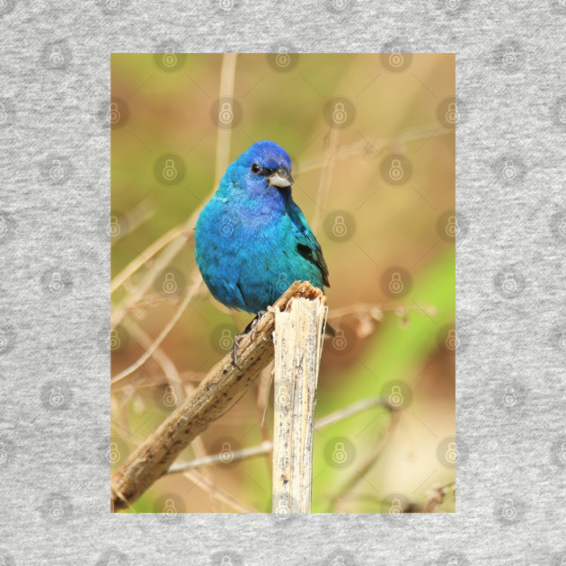 Indigo Bunting 2022 by BirdsnStuff