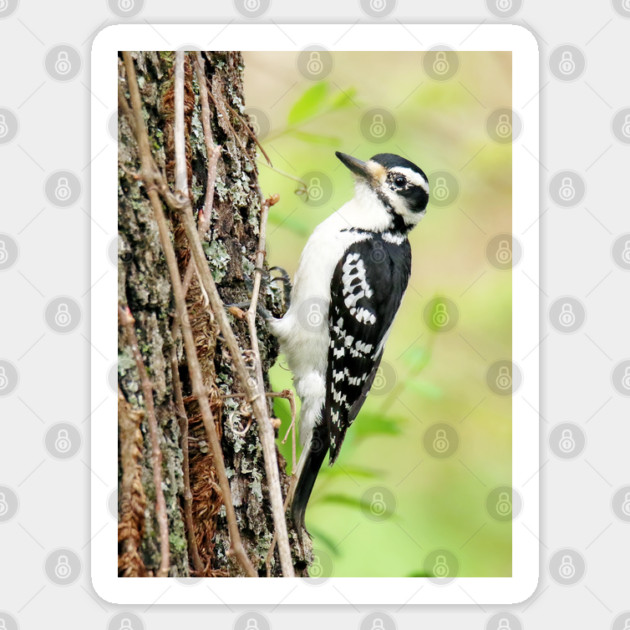 Portrait of a Hairy Woodpecker 2-Female Sticker by BirdsnStuff