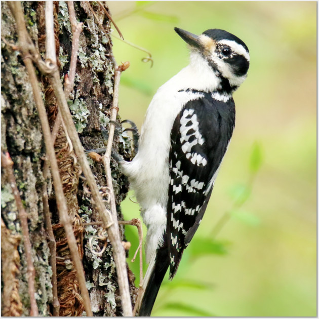 Portrait of a Hairy Woodpecker 2-Female Wall Art by BirdsnStuff