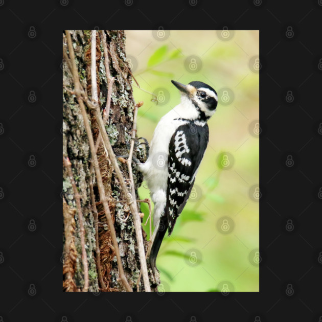 Portrait of a Hairy Woodpecker 2-Female by BirdsnStuff