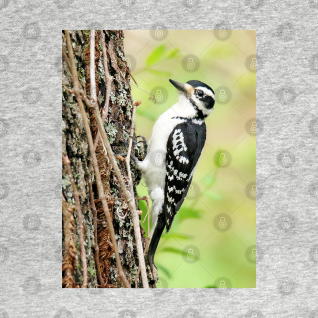 Portrait of a Hairy Woodpecker 2-Female by BirdsnStuff