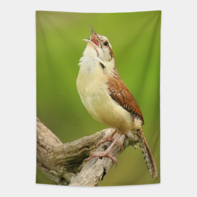 Carolina Wren Singing Tapestry by BirdsnStuff