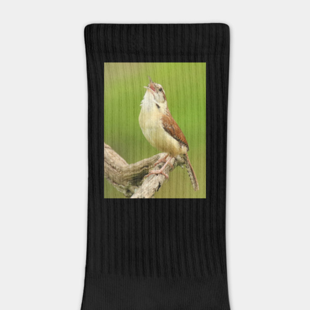 Carolina Wren Singing by BirdsnStuff