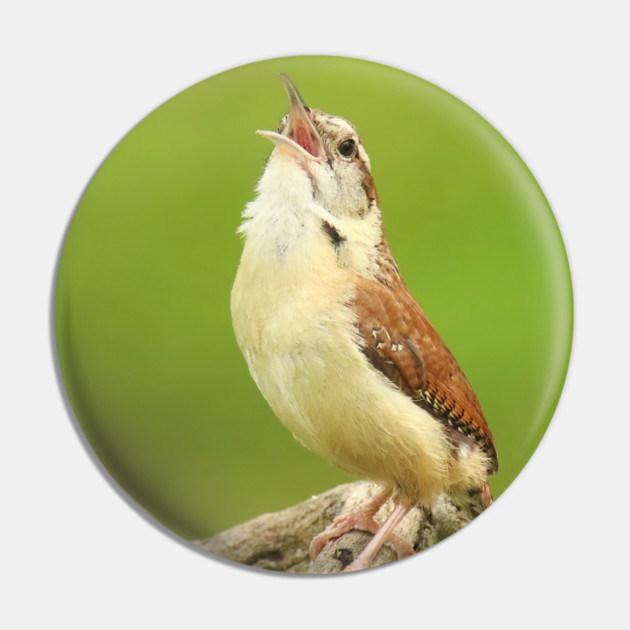 Carolina Wren Singing Pin by BirdsnStuff