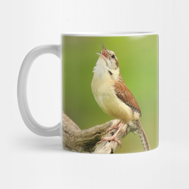 Carolina Wren Singing by BirdsnStuff