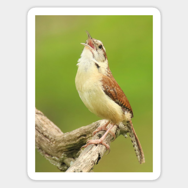 Carolina Wren Singing Magnet by BirdsnStuff