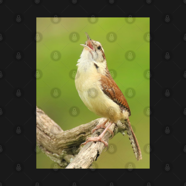 Carolina Wren Singing by BirdsnStuff