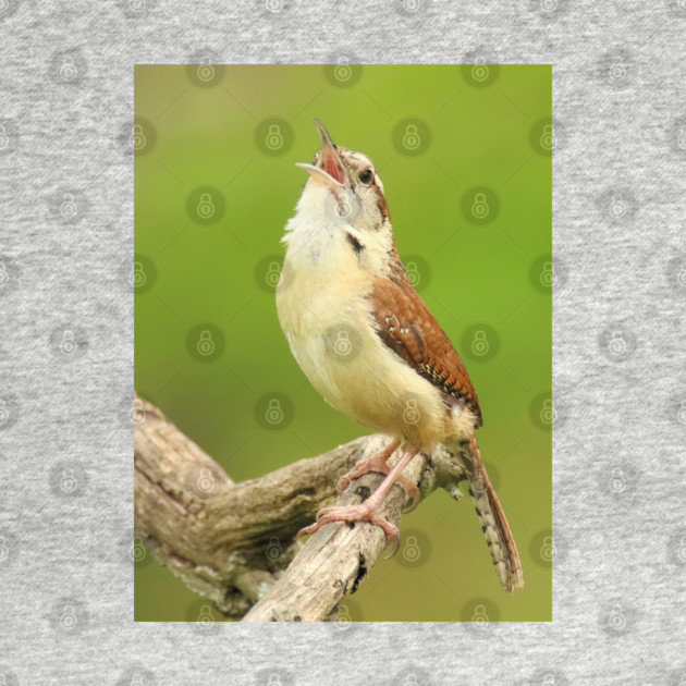 Carolina Wren Singing by BirdsnStuff