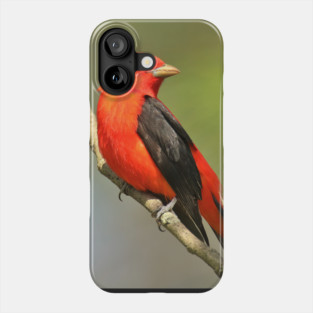 Scarlet Tanager Phone Case