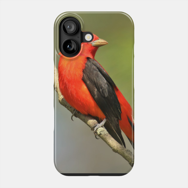 Scarlet Tanager Phone Case by BirdsnStuff