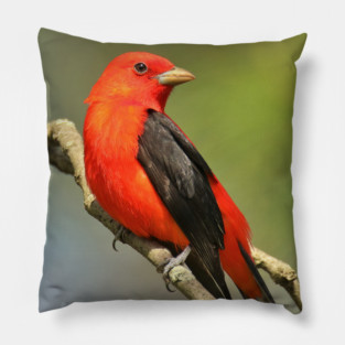 Scarlet Tanager Pillow