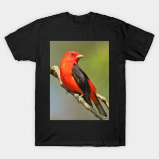 Scarlet Tanager T-Shirt