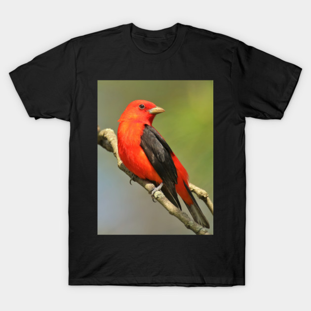 Scarlet Tanager T-Shirt by BirdsnStuff
