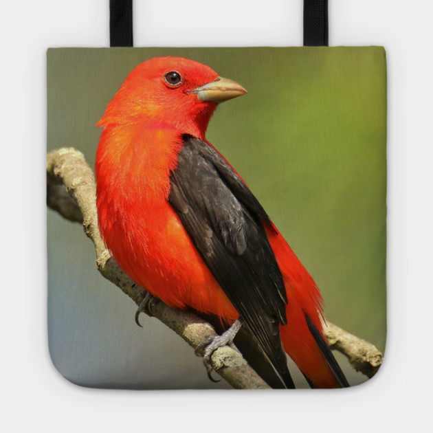 Scarlet Tanager Tote by BirdsnStuff