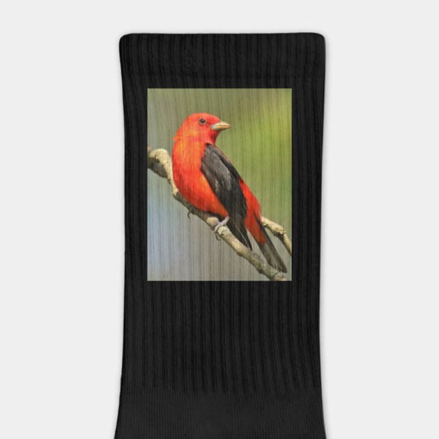 Scarlet Tanager by BirdsnStuff