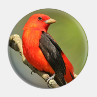 Scarlet Tanager Pin