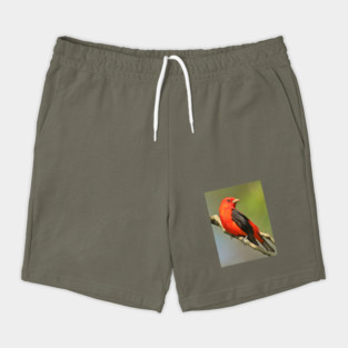 Scarlet Tanager Shorts